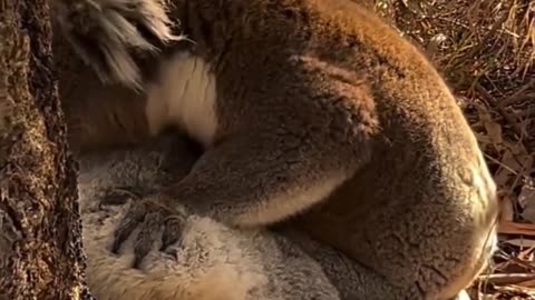 A Koala Mourning its Deceased Friend #shorts #shortsvideo #video #viral