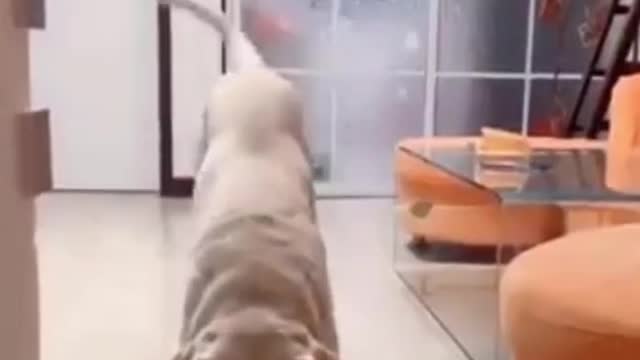 Best Of 2021 - Top Funny Pet Videos - TRY NOT TO LAUGH #Shorts #Dog