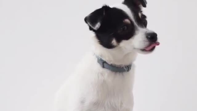 Cute dog training video [Animals Shorts ]