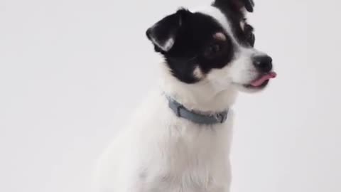 Cute dog training video [Animals Shorts ]