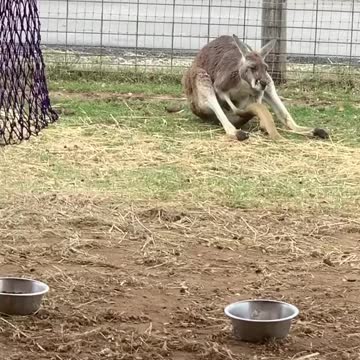 Kangaroo 1
