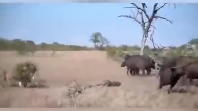 WILD ANIMALS HUNTING