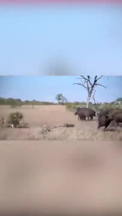 WILD ANIMALS HUNTING