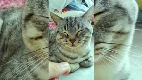 Cute & Funny Animals Videos 🐕‍🦺 Pets, Dogs & 🐱 Cats Compilation 2022
