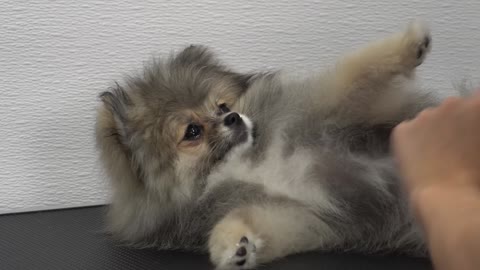 This dog is a toe bean model Pomeranian Puppy