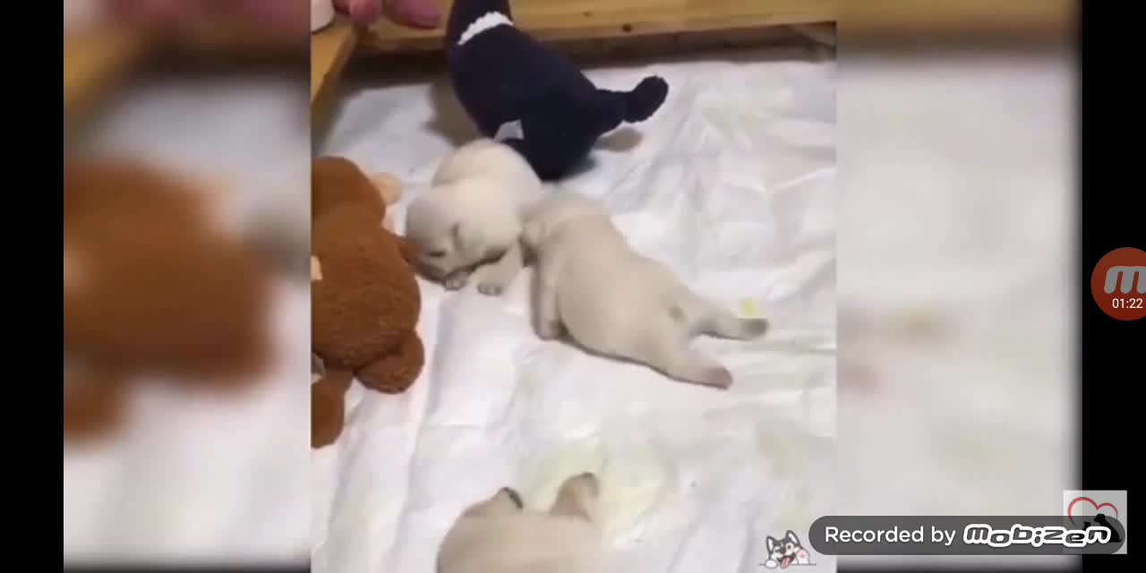 puppy learning to walk