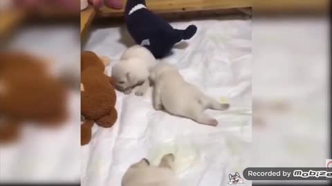 puppy learning to walk