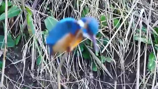 Kingfisher Bird Enjoy Its life