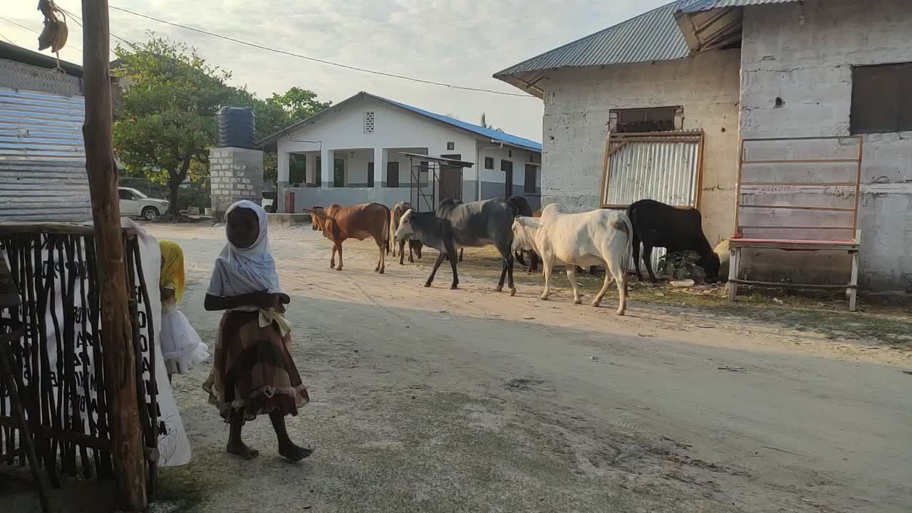 Jak się żyje na Zanzibarze #7 - przejście krów