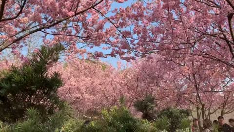 The cherry blossom