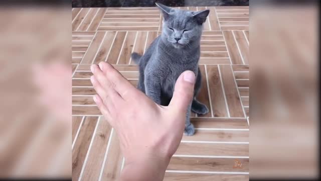 Baby cats cute and funny video