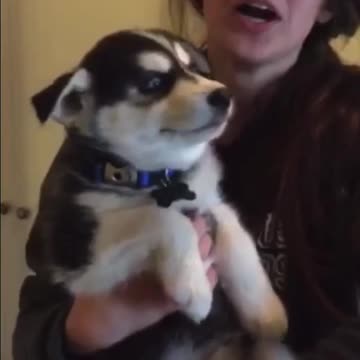 Husky pup speaking just like a baby 😂😂😂