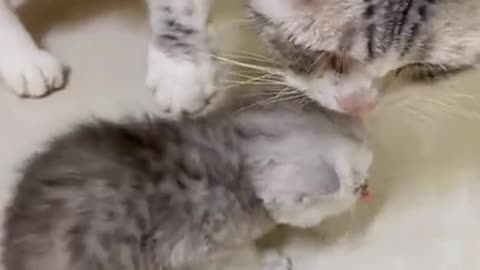Cat and cute kitten
