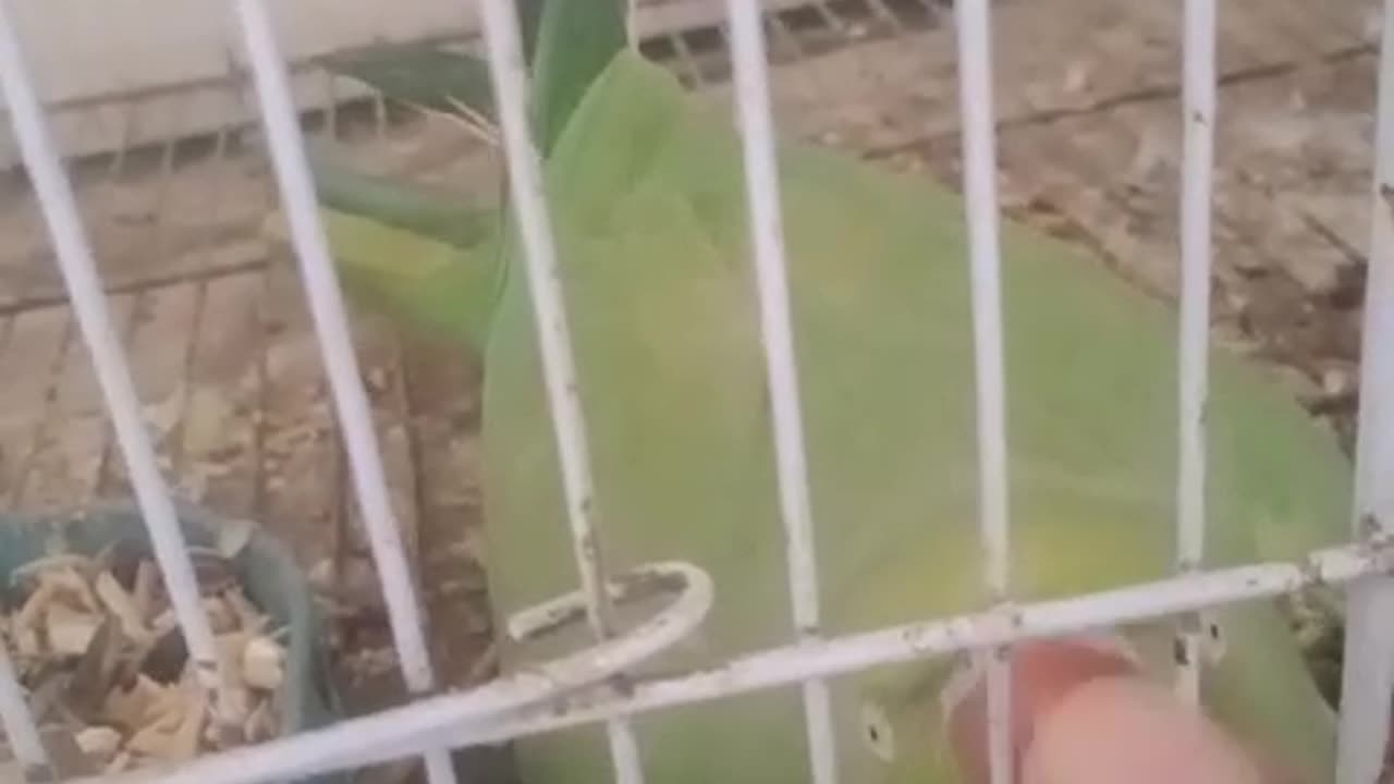 Green parrots talking