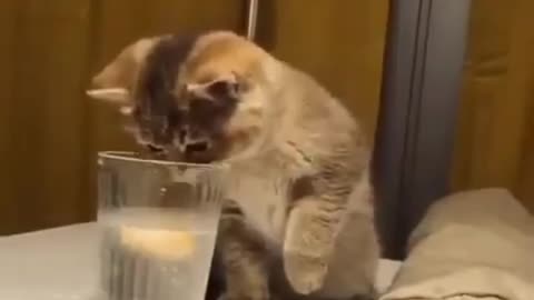 Cute and adorable animals 🐈🐕🐶🐱