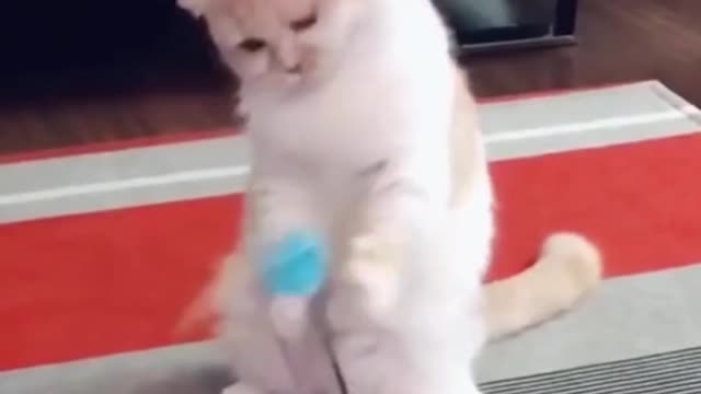 The Cutest Cats on the Internet / Funny Cat and Dog Videos