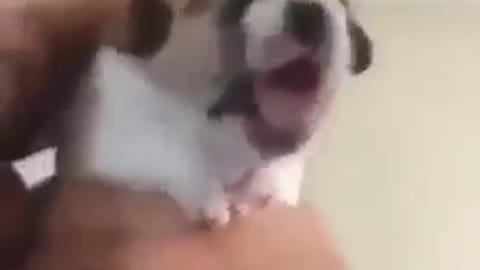 PUPPY FIRST REACTION TO MEDICINE AT VET