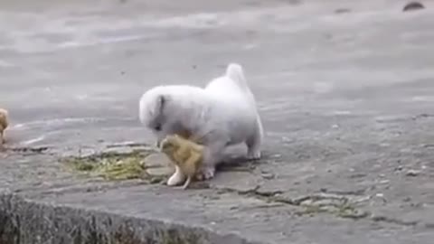 Cute puppy playing wich chickens