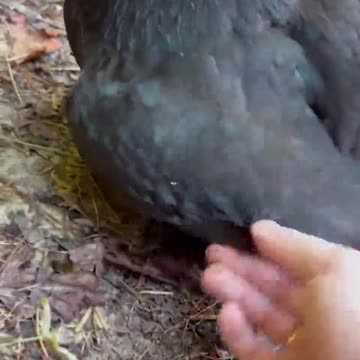 How many babies did Momma Hen have?