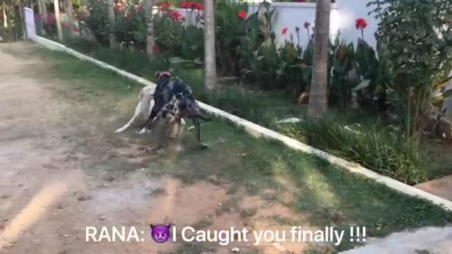 Greatdane Chasing Mudhol Hound. High speed