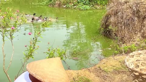 Harvesting and Cooking Giant Swamp Taro