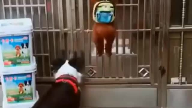 Cute dog helping dog | Part - 2