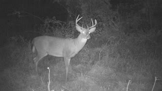 Nice PA 8 point back for more