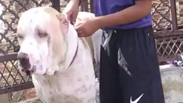 Larg seiz dog pakistani