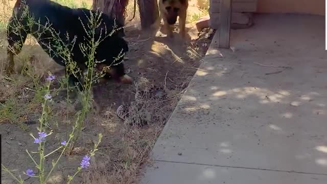 Doggy Throws Snake To Protect Kitty