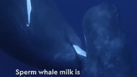 Sperm whale nurses her young #SecretsoftheWhales #SpermWhale #Whales