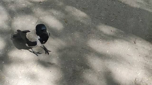 Funny video of a cheeky crow