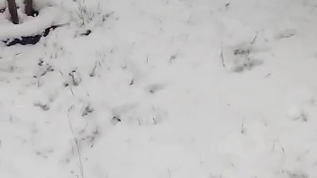 joy of the dog for the first snow !!! german shepherd wolf 2017