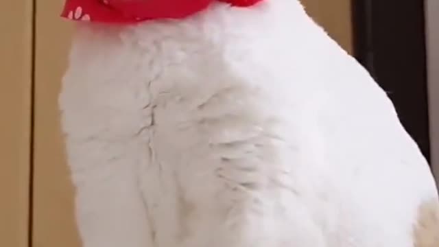 very cute my cats video