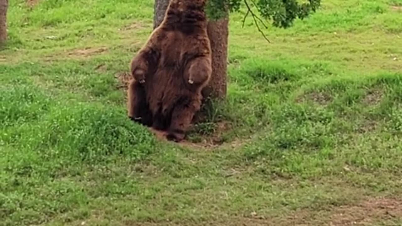 Bear scratching his back