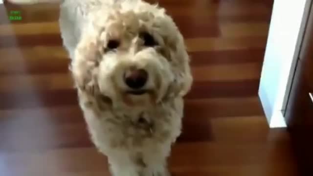 Smiling cute and funny dog