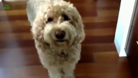 Smiling cute and funny dog