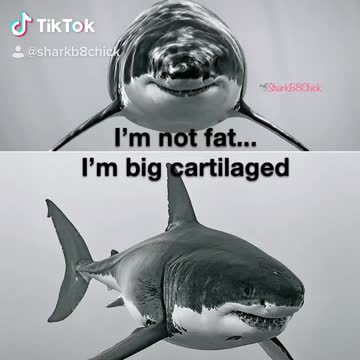 Laugh & Live Every Day Like it’s Shark Week