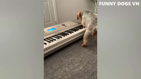 Funniest animal video 2