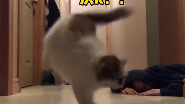 Cat: I'll go. There's something here!