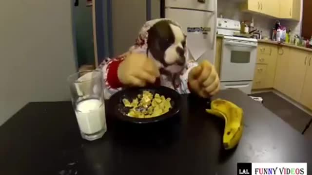 funny animals beautiful
