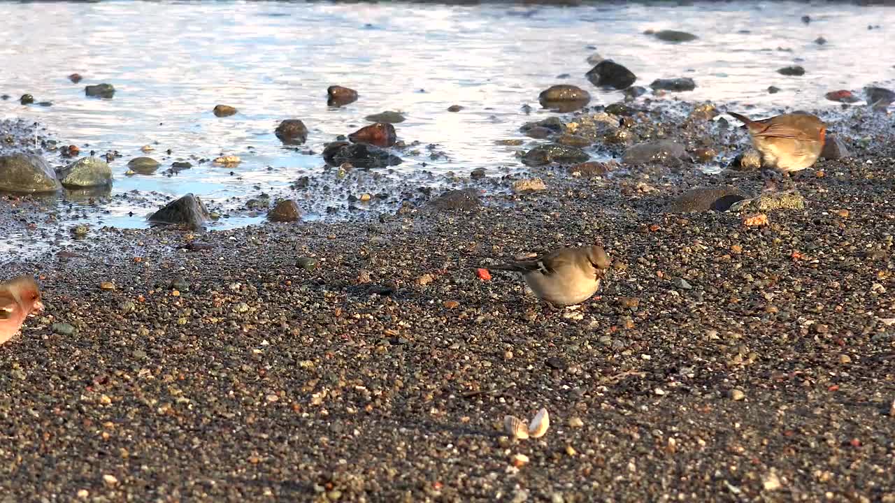 Birds eating in the lake shore