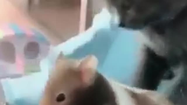 🥺🥰🥰🥺 funny cat with rat 🐁 funny playing