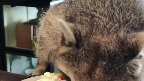 Cute and funny animals