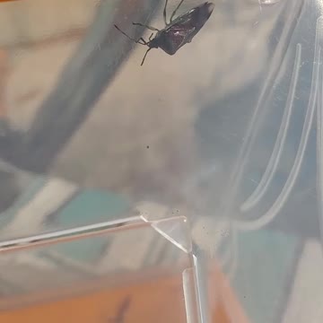 Kids caught some bugs