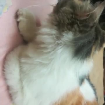 when Mummy hear her cats