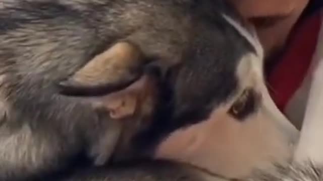 Husky meets his owner (Emotional)