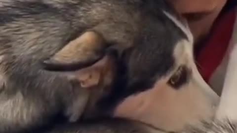 Husky meets his owner (Emotional)