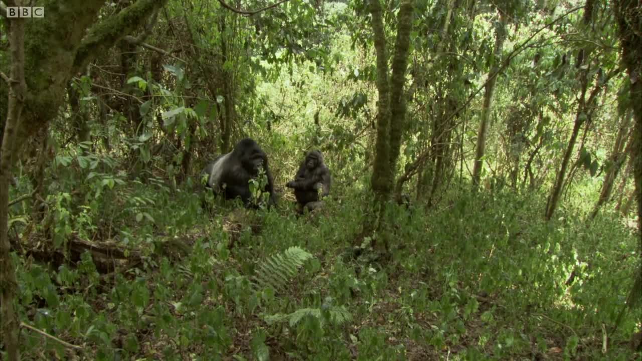 Silverback Chest Beating | Mountain Gorilla | BBC Earth