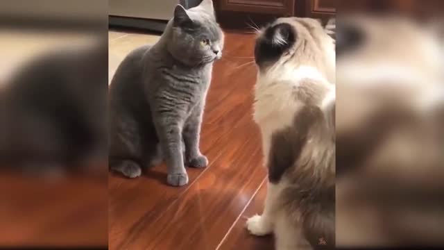 Cats funny moments 😂😂😂😂 It is impossible not to laugh