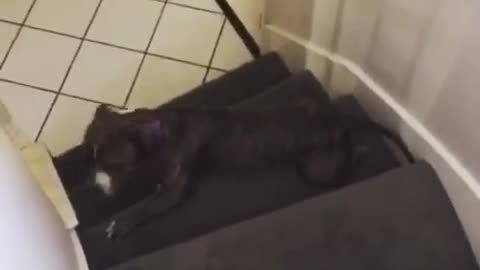 Grey pit bull rolls down spiral staircase